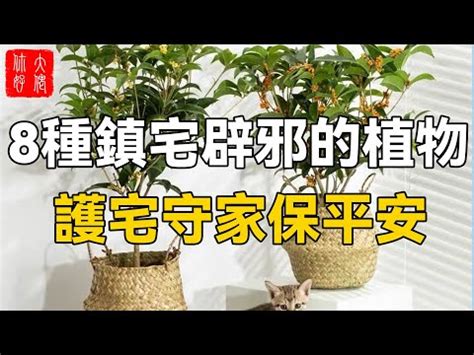 避邪盆栽|鬼月「避邪植物」推薦這5種！「抹草」沐浴可趨吉避凶，「榕樹。